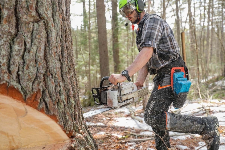 Harvesting Timber in the Adirondacks