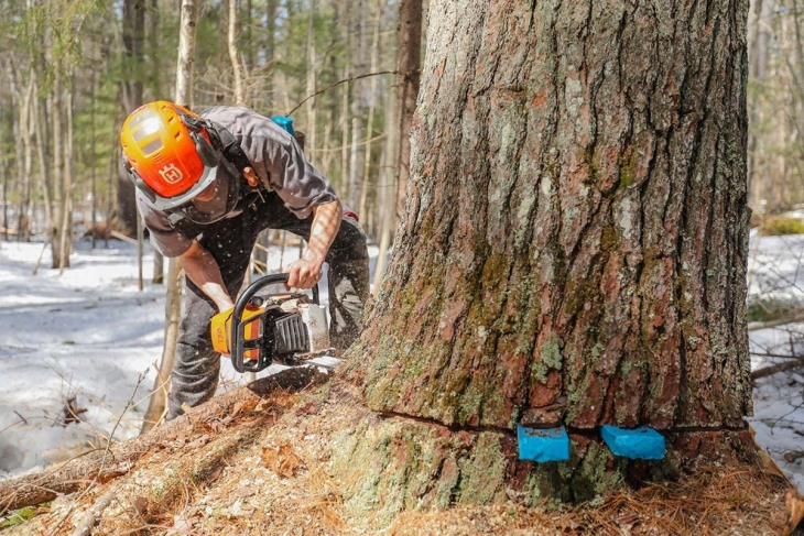 Lessons Gleaned from the Forest