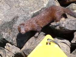 Mink on board Photo: Amy Quist