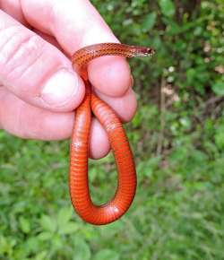 Red bellied snake Photo: Tami Gingrich