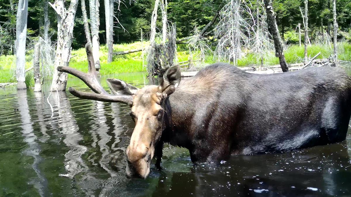 Sally Naser Captures Wildlife on Hidden Cameras