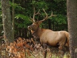 Elk Photo: Charlie Schwarz
