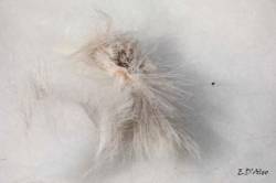 Snow fur Photo: Eric D'Aleo