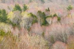 Spring colors Photo: Ken Hatch