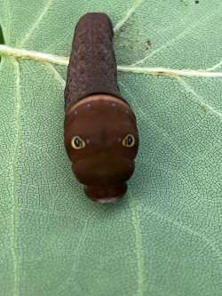 Swallowtail caterpillar Photo: Ronald Becker