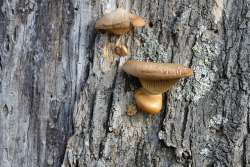 Fungi and lichen Photo: Judy Sweet