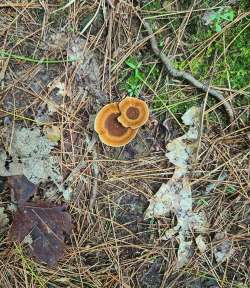 Tigerseye fungi Photo: Stephen Fox