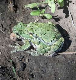 Tree frog Photo: Bill Mackowski