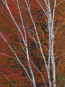 Trees in fall Photo: Charlie Schwarz