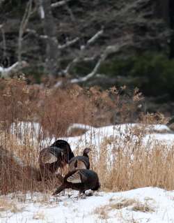 Turkeys Photo: Elena McSherry