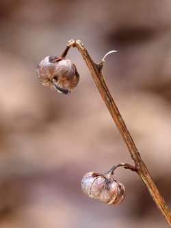 Wintergreen seeds Photo: Ross Lanius