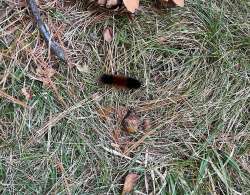 Woolly bear Photo: Christie Wyman