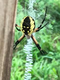 yellow garden spider Photo: Bonita R. Choly