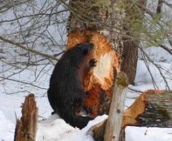 6beaver_chewing_sm_web.jpg