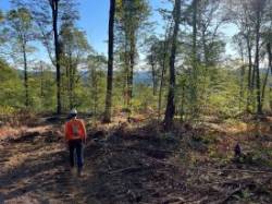 Shelterwood forest Photo: Alex Barrett