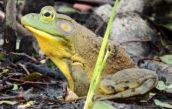 Bullfrog Photo: Chris Demers