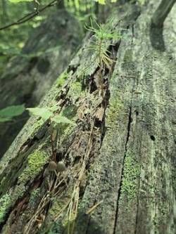 Deadfall sprouts Photo: Stephen Fox