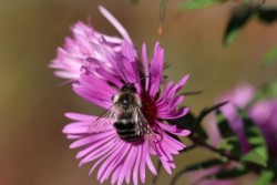 Bee aster Photo: Jackson Saul