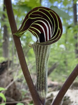 Jack in the pulpit Photo: Bettina Martin