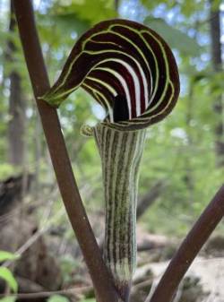 Jack in the pulpit Photo: Bettina Martin