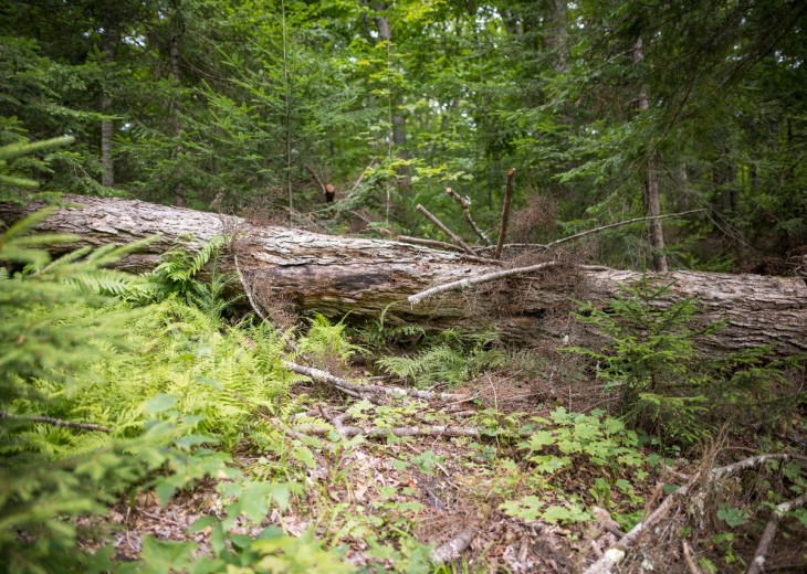 Rotting log
