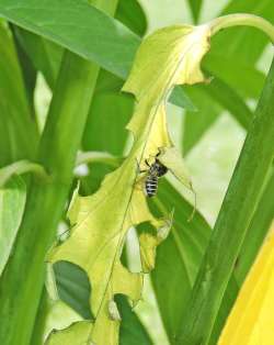 Leafcutter bee Photo: Tami Gingrich