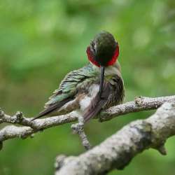 Ruby throated hummingbird Photo: Charlie Schwarz