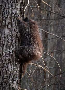 Porcupine Photo: Jackie Robidoux