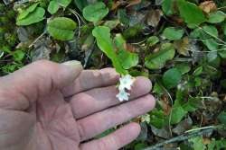 Arbutus in hand Photo: Judy Sweet