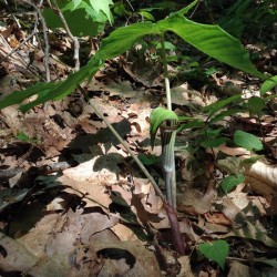 Jack in the Pulpit Photo: Sally Cornwell