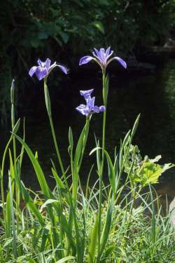 Iris Photo: Thomas Ames