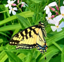 Butterfly Photo: Richard Philben