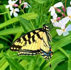 Butterfly Photo: Richard Philben