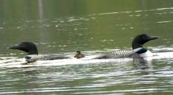 Loon family Photo: Ken Hatch