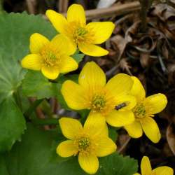 Marsh marigolds Photo: Ken Hatch