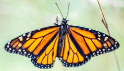 Monarch Photo: Steven Arcone