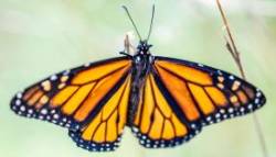 Monarch Photo: Steven Arcone