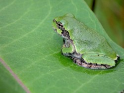 Tree frog Photo: Frank Kaczmarek