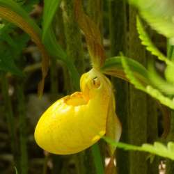 Yellow lady slipper Photo: Ken Hatch