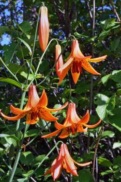 Canada lily Photo: Judy Sweet