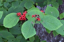 Hobblebush berries Photo: Judy Sweet