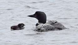 Loons Photo: Peter Hollinger