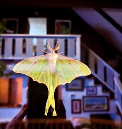 Luna moth Photo: Vickie Monahan