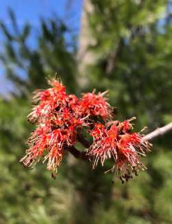 Maple flowers Photo: Karen Goulet