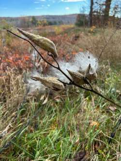 Milkweed Photo: Sue Mayotte