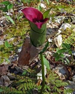 Trapped Trillium Photo: Sheri Larsen