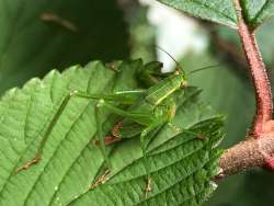 Katydid Photo: Amy Thurber