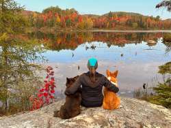 Adirondack corgis Photo: Tom Grett