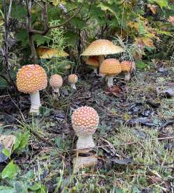 Mushrooms Photo: Travis Tremblay