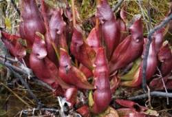 Pitcher plants Photo: Paul Fillion